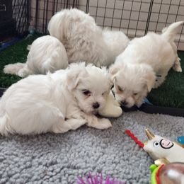 Maltese Puppies from ARIZONA MALTEE GEMS