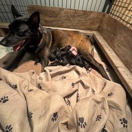 Girl 1 - Mahogany female Belgian Malinois puppy in Franklin County, Missouri from Tomy K9 Support Services