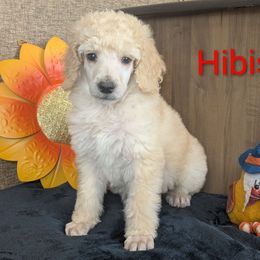 Hibiscus - Cream male Poodle puppy in Mongomery, Texas from Celestial Jewels Poodles