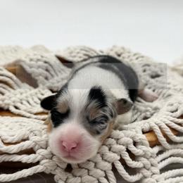 Snappy - 1800 Full Fluffy - Black and tan female Pembroke Welsh Corgi puppy in Rozet, Wyoming from Hayday Ranch Corgis