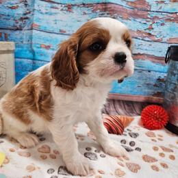 Cavalier King Charles Spaniel puppies from Leerose Puppies