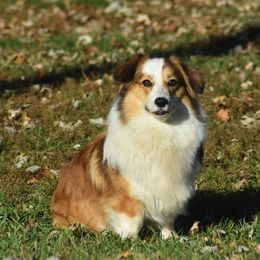 Penny - Pembroke Welsh Corgi