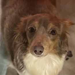 Dixie - Dachshund