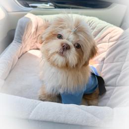 Eban - Cream and white male Shih Tzu puppy in League City, Texas from Divine Pups