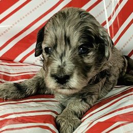 Dancer (purple) - Merle female Goldendoodle puppy in Peoria,  Az, Arizona from Not Just "Golden" Doodles