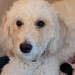 Goldendoodles from Princess Doodles