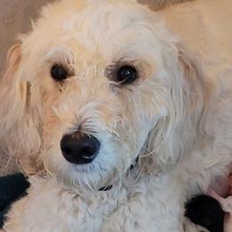 Goldendoodles from Princess Doodles