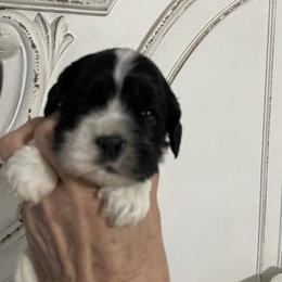Bella - Black and white female Cocker Spaniel puppy in Sautee Nacoochee, Georgia from Candy's Cockers