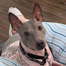 Galileo (Leo) - White and blue American Hairless Terrier puppy in Mesa, Arizona from Elements AHT