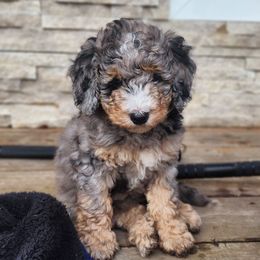 Bernedoodle Puppies from Whispering Aspen Homestead