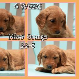 BB8 - Dark golden female Golden Retriever puppy in Driggs, Idaho from SK Golden Retrievers