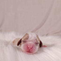 AKC Charlotte - Blenheim female Cavalier King Charles Spaniel puppy in Bonney Lake, Washington from House of Happy Cavaliers