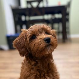 Purple girl - Red  female Goldendoodle puppy in Dupont, Washington from Willow Tree Doodles