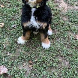 Bernedoodle Puppies from Mercury Bernedoodles
