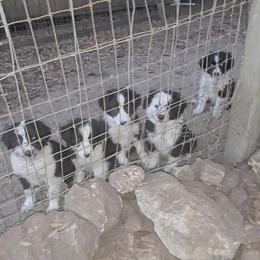 Australian Shepherd and Great Dane Puppies from AEW Farm