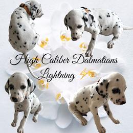 Lightning/orange male - White and black Dalmatian puppy in Pocatello, Idaho from High Caliber Dalmatians