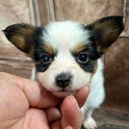 L3A We Don't Talk About Bruno - White black and tan male Papillon puppy in Davenport, Washington from Lovely Ladies and Little Asses Miniature Equines (L3A Pomeranians & Papillons)
