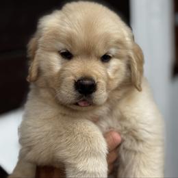 Golden Retriever Puppies from Landin Doner