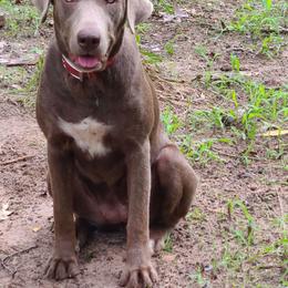 Rio - Dilute Retriever