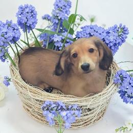 Vonwiggle bottom - Cream male Dachshund puppy in Oklahoma City, Oklahoma from OkieDoxieland Dachshunds