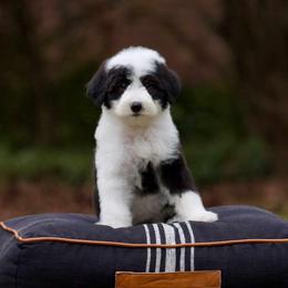 Ivory - Black and white female Sheepadoodle puppy in Denham Springs, Louisiana from GimiPup Doodles