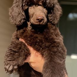 Brown - Brown male Poodle puppy in Ogden, Utah from Kotu Poodles