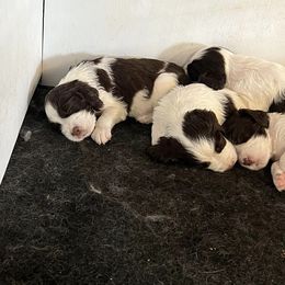 English Springer Spaniel and Shetland Sheepdog Puppies from 2 Hills Springers & Eiryk Shelties