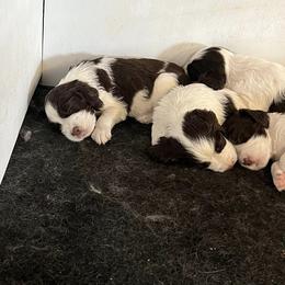 English Springer Spaniel and Shetland Sheepdog Puppies from 2 Hills Springers & Eiryk Shelties