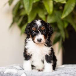 Chai - Black tri-color female Aussiedoodle puppy in Tonopah, Arizona from Kae's Kennels