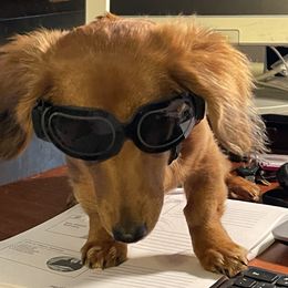 Ginger - Dachshund