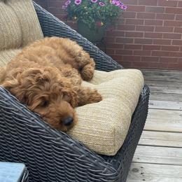 Goldendoodles from Dos&CoKennels
