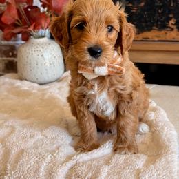 Noah - Apricot male Goldendoodle puppy in Arizona from Daisy Mountain Doodles