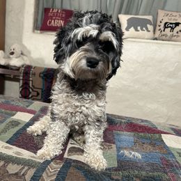 Layla - Cockapoo