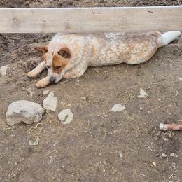 Australian Cattle Dog Puppies from Adcock Ranch Cattle Dogs