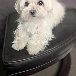 Cookie - Maltese