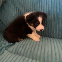 Sweet little Angel - Black tri-color female Australian Shepherd puppy in Riverside, California from Majestic Wrangler’s Aussie’s