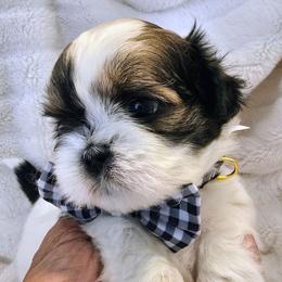 Rock - Black gold and white male Shih Tzu puppy in Fallon, Nevada from Grandma Ts Precious Puppies