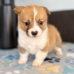 Red and White Male - Red male Pembroke Welsh Corgi puppy in Moreno Valley, California from Corgi Dobie Co.