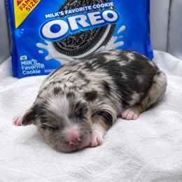 Oreo - Blue merle female Miniature Australian Shepherd puppy in Cave Creek, Arizona from Arizona Aussies