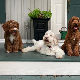 Australian Labradoodles from Ohana Australian Labradoodles