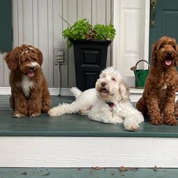 Australian Labradoodles from Ohana Australian Labradoodles