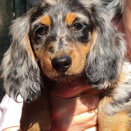 Dachshunds from Tip O The Lakes Dachshunds