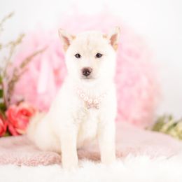 Ria Cream Girl - Cream female Shiba Inu puppy in Neosho, Missouri from Sunny Terrace Shibas