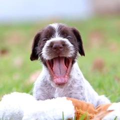 German Wirehaired Pointer Puppies from Afterhours German Wirehaired Pointers