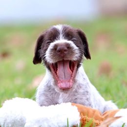 German Wirehaired Pointer Puppies from Afterhours German Wirehaired Pointers