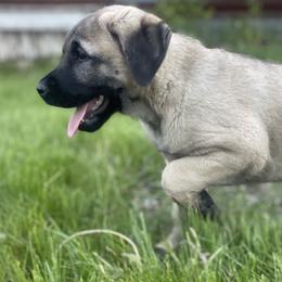 Anatolian Shepherd Dog Puppies from Wild Rooster Family Farm – AKC Anatolian Shepherd Breeder, OFA Health Tested