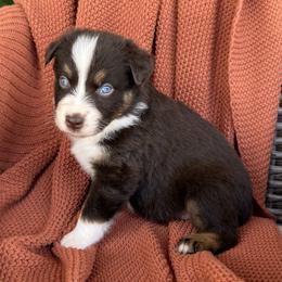 Luna - Red tri-color female Australian Shepherd puppy in Oxford, Florida from SoCo Aussies