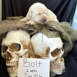 Bolt - Yellow male Labrador Retriever puppy in Braselton, Florida from Cedar Creek Labradors