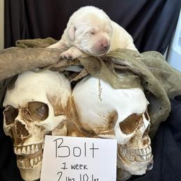 Bolt - Yellow male Labrador Retriever puppy in Braselton, Florida from Cedar Creek Labradors