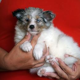 Queen - CHW blue merle girl - White blue merle and tan female Shetland Sheepdog puppy in Frazeysburg, Ohio from Mountain High Kennels